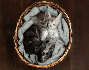 Cozy Maine coon kittens sleep inside basket. Top down view. Dark wooden background