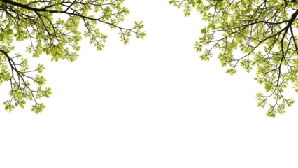Vibrant green spring leaves on branching tree elements create a fresh natural border for elegant design composition with a transparent background