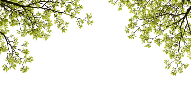Vibrant green spring leaves on branching tree elements create a fresh natural border for elegant design composition with a transparent background