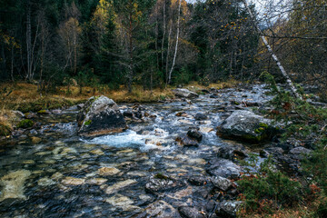 Clear Water Flowing Over Rocks in a Rocky Mountain Stream Surrounded by a Dark Forest
