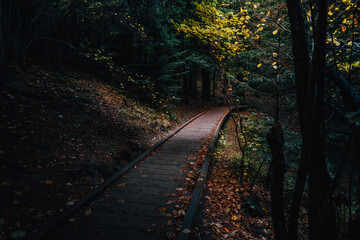 Dark Wooden Path Through a Mysterious Forest in Autumn with Fallen Leaves