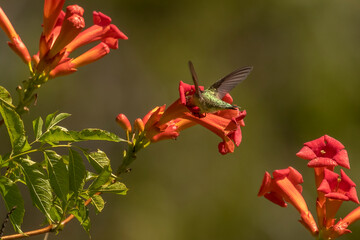 Obraz premium Female Ruby-throated Hummingbird drinks nectar from a trumpet flower