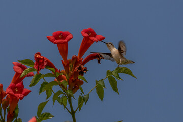 Obraz premium Female Ruby-throated Hummingbird checks out a trumpet flower for nectar