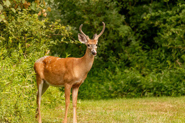 White-tailed buck standing in the field of a farm in the Delaware Water Gap Naional Recreation Area