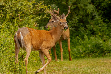Naklejka premium White-tailed bucks standing in the field of a farm in the Delaware Water Gap Naional Recreation Area