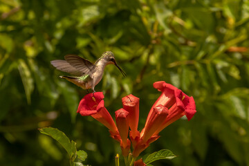Obraz premium Female Ruby-throated Hummingbird lands on the petal of a trumpet flower