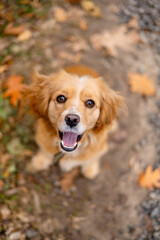 golden retriever puppy