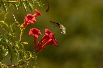 Obraz premium Female Ruby-throated Hummingbird hovers over a trumpet flower