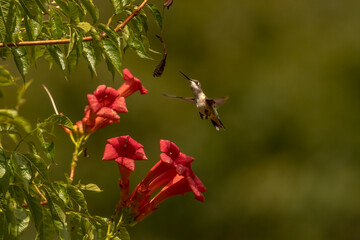 Obraz premium Female Ruby-throated Hummingbird flies over a trumpet flowers