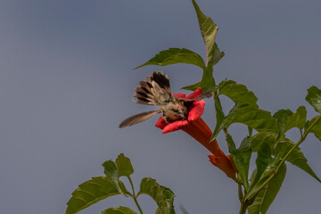 Obraz premium Female Ruby-throated Hummingbird drinks nectar from a trumpet flower