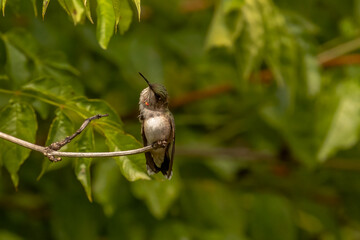 Obraz premium Juvenile male Ruby-throated Hummingbird poses while perched on a twig