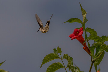 Obraz premium Female Ruby-throated Hummingbird flies past trumpet flowers