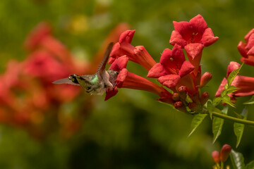 Obraz premium Female Ruby-throated Hummingbird drinks nectar from a trumpet flower