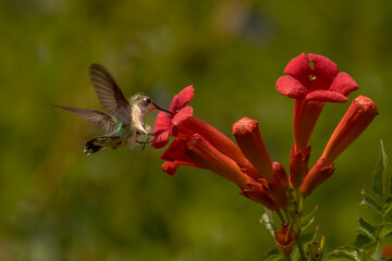 Obraz premium Female Ruby-throated Hummingbird checks out a trumpet flower for nectar