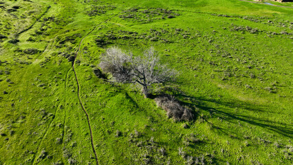 Solitary tree in the middle of a meadow.