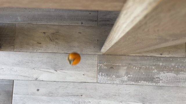 A persimmon fruit falling, hitting with dull thud a ceramic tile floor