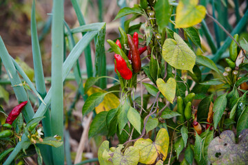 Pepper grows in the field,