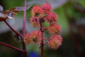 Castor oil plant (Ricinus communis) castor bean tree in garden
