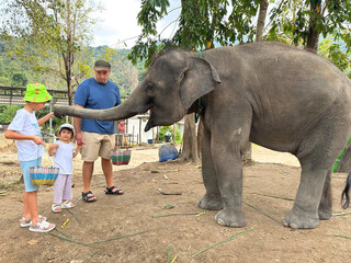 Feeding an elephant in Thailand. A boy and a little girl with their father stand near the elephant and offer it a treat.