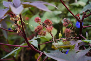 Castor oil plant (Ricinus communis) castor bean tree in garden