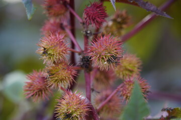 Castor oil plant (Ricinus communis) castor bean tree in garden