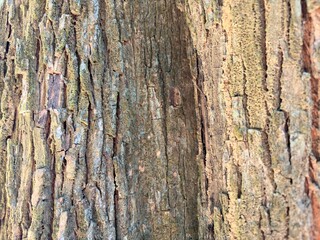 Textured bark of a tree in natural environment.