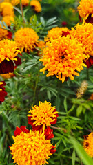 Vibrant yellow and orange marigold flowers blooming in a lush green garden