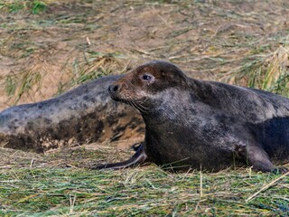 Seal pup on beach at sunrise. Resting on coastal shore grey seal lying on beach along North Sea Coast. Breeding season Lincolnshire UK. Donna Nook Grey Seal Colony.