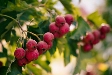 Ripe berries   large-fruited hawthorn  hanging on a branch tree in the orchard