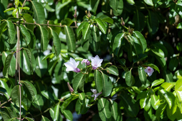 Obraz premium Fleurs tropicales dans un jardin en Namibie