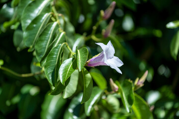 Fleurs tropicales dans un jardin en Namibie