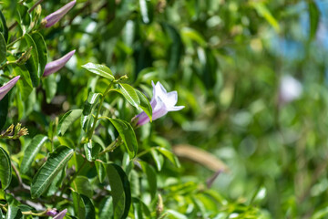 Obraz premium Fleurs tropicales dans un jardin en Namibie