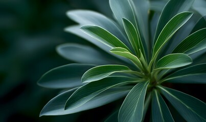 Fototapeta premium A beautiful moisturized plant close up, light peaks trought and it look realistic, dark green