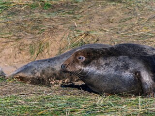 Seal pup on beach at sunrise. Resting on coastal shore grey seal lying on beach along North Sea Coast. Breeding season Lincolnshire UK. Donna Nook Grey Seal Colony.