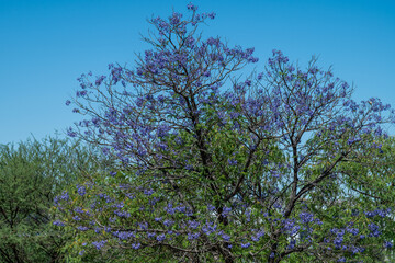 Arbre en fleurs au printemps en Namibie