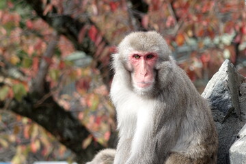 Japanese Macaque Sitting on Rocks with Autumn Foliage Background