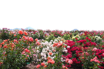 Colorful Rose Garden in Full Bloom with Distant Mountain View