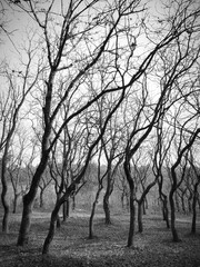 Autumn forest in black and white