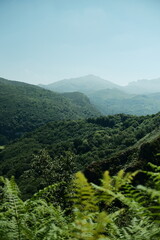 Vertical abstract landscape with ferns in the foreground, green forest-covered mountains in the background and a blue sky on a sunny summer day. Northern Spain nature 