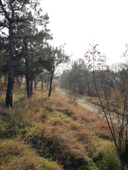 Autumn forest with narrow road