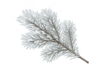 Pine branch covered with frost and snow transparent background