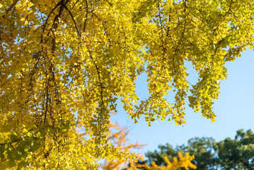ginkgo tree branches covered in lush, vibrant yellow and golden leaves during the autumn season.