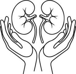 Kidney health illustration two hands holding kidneys in a protective gesture