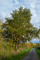 vue d'un paysage avec un arbre et un ciel nuageux dans le centre de la France en Europe