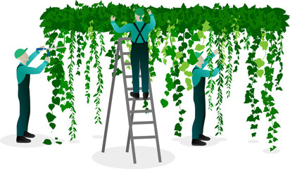 Urban planting and landscaping concept. Workers pruning, trimming and caring of hanging vines.