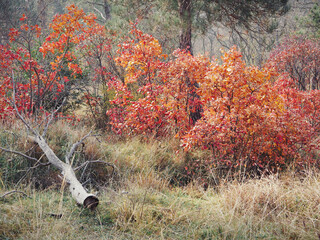Fallen dead trees in an Autumn forest