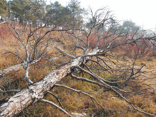 Fallen dead trees in an Autumn forest