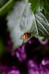 CLOSE UP LADYBIRD BEETLE ON GREEN FOLIAGE PURPLE FLORAL BACKGROUND 