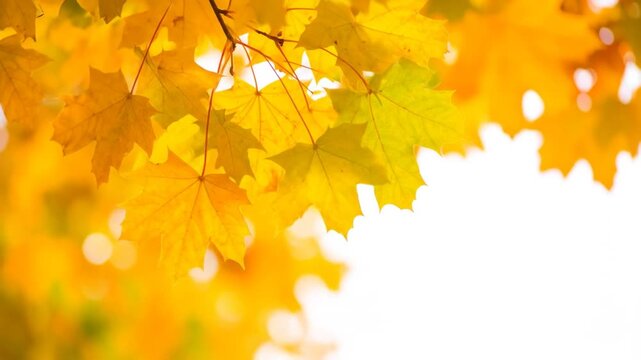 Close-up of vibrant, golden maple leaves against a bright background, showcasing autumnal beauty