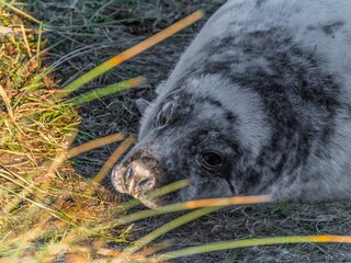 Seal pup on beach at sunrise. Resting on coastal shore grey seal lying on beach along North Sea Coast. Breeding season Lincolnshire UK. Donna Nook Grey Seal Colony.